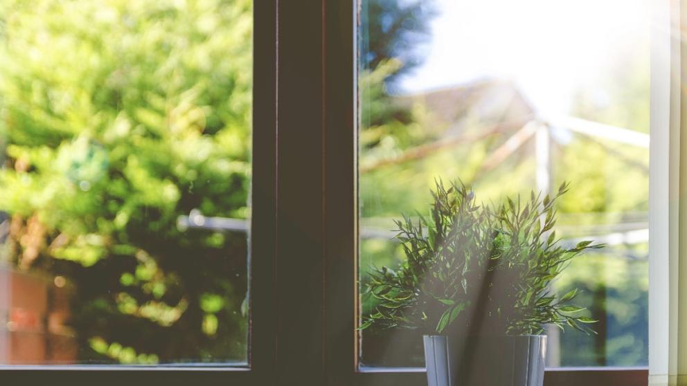 Plant pot in Window