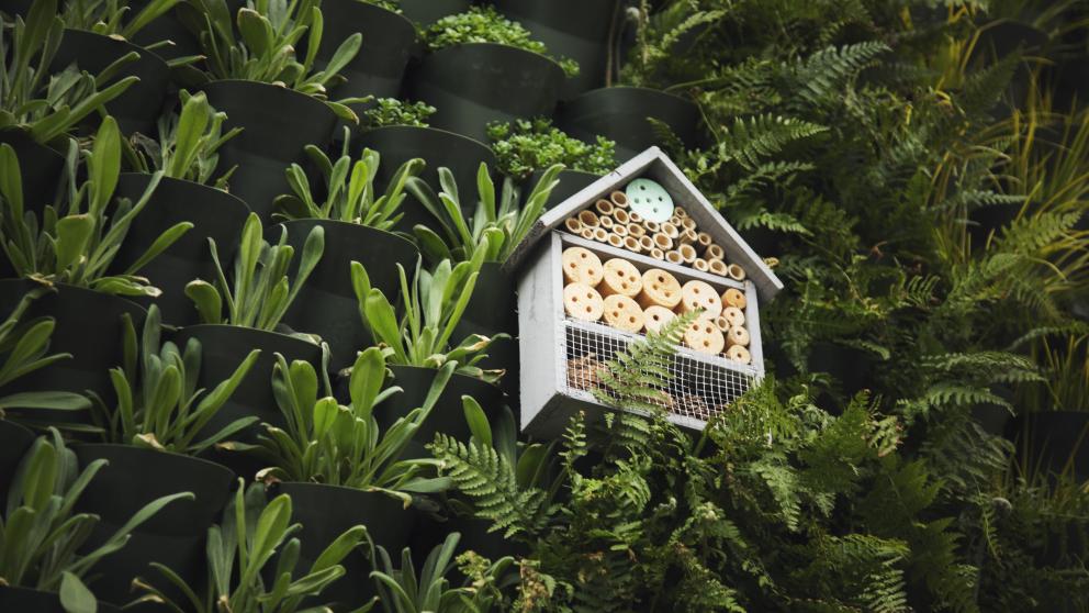 Green living wall with bug box made of wood