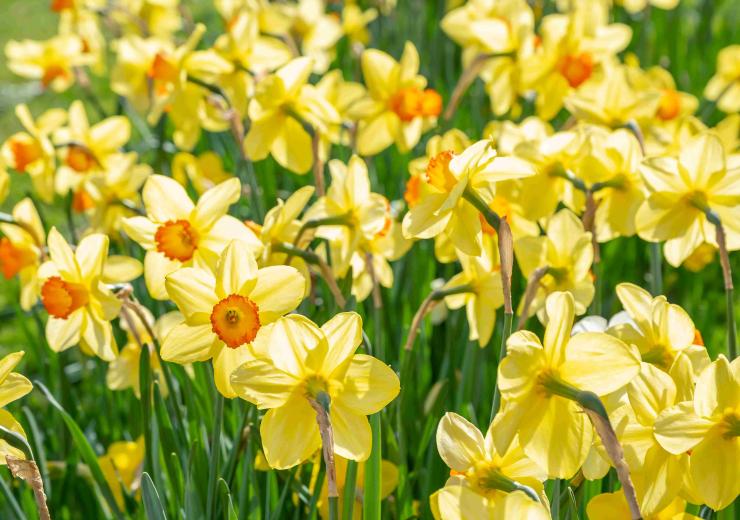daffodils in bloom at Salford
