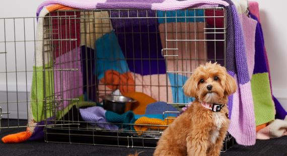 Dogs Trust 