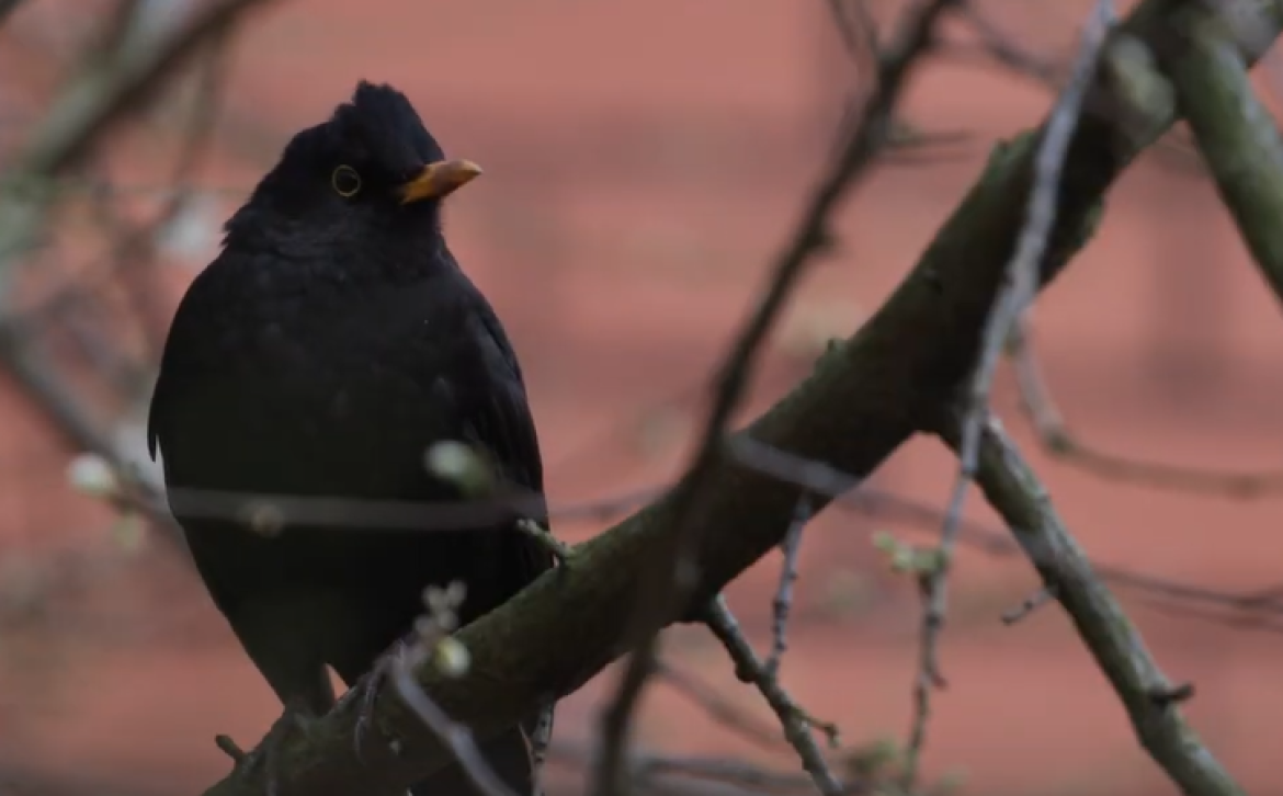 male blackbird perched on a branch